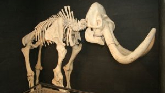 Urmensch-Museum Steinheim (c) Stadtverwaltung Steinheim an der Murr