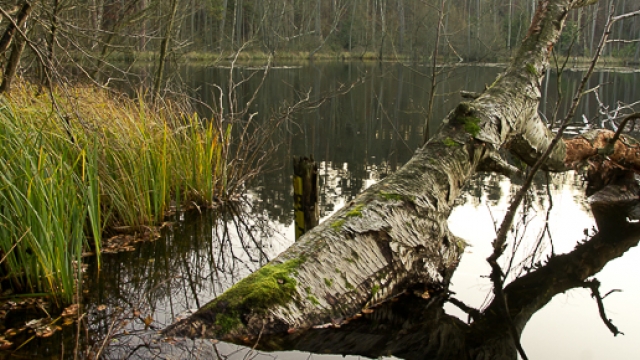 Wald und Wassererlebnispfad Menz brandenburg ausflugstipp mamilade