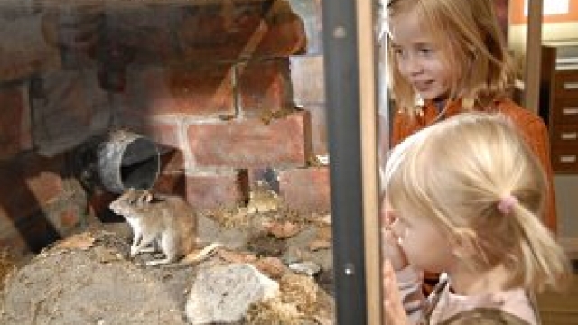 © Müritzeum gGmbh, Foto: Werk3/Andreas Duerst kindergeburtstag feiern mueritzeum waren ausflugstipp mamilade
