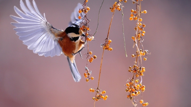 (c) pixabay Symbolfoto Natur genießen im Wernigeröder Bürgerpark