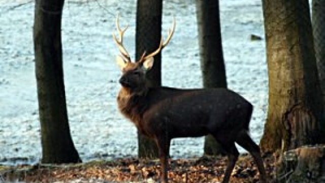 wildpark daun ausflugstipp mamilade