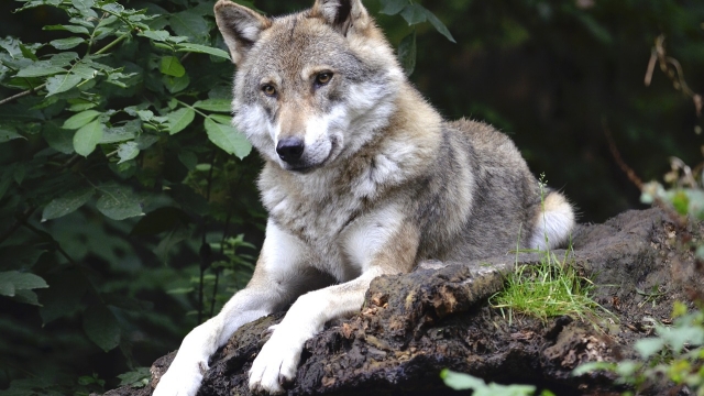 wildpark poing muenchen ausflugstipp mamilade